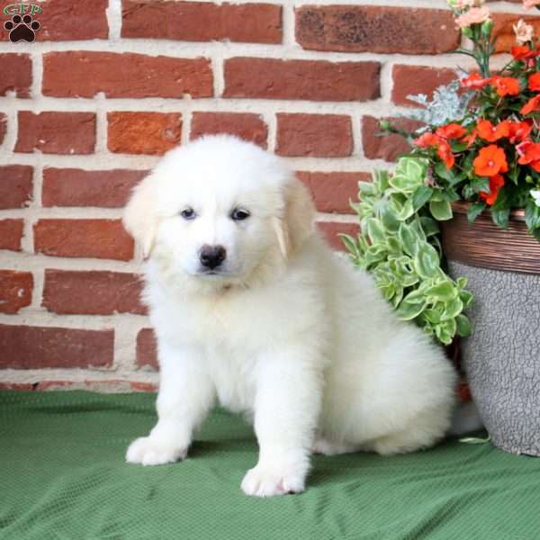 Summer, Great Pyrenees Puppy